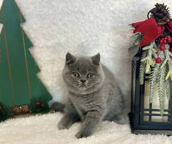 British Shorthair maschio e femmina