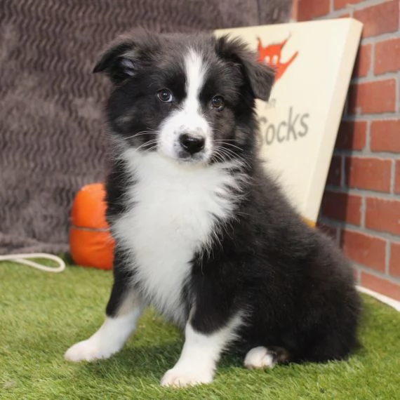 Regalo adorabili cuccioli pastore australiano femminucce e maschietti gratuita i cuccioli sono vacci