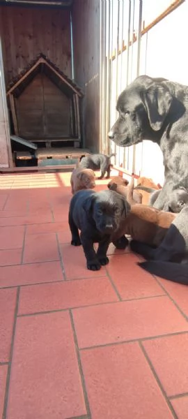 Cuccioli labrador 