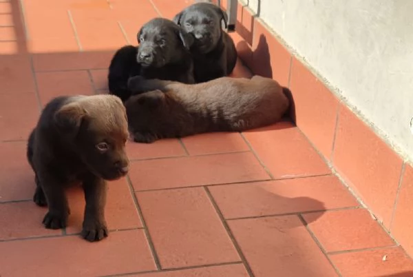 Cuccioli labrador  | Foto 0