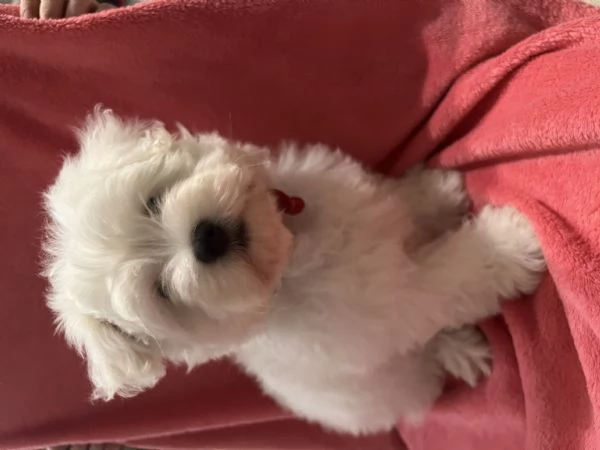 Maltese Mini Toy | Foto 3