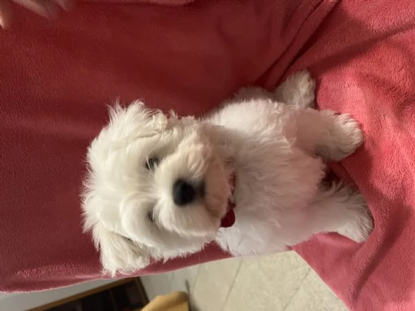 Maltese Mini Toy