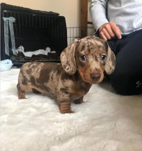 Cuccioli di bassotto pezzato pronti per una nuova casa | Foto 1