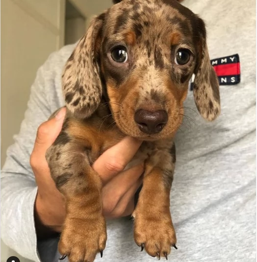 Cuccioli di bassotto nano a pelo liscio