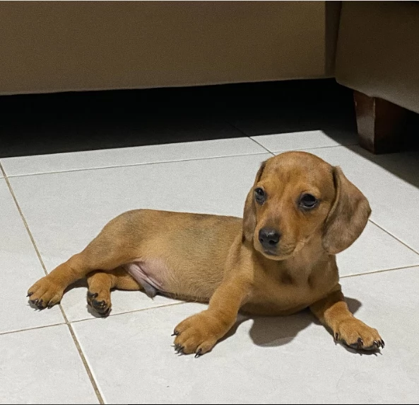 Cuccioli di bassotto nano a pelo liscio | Foto 0