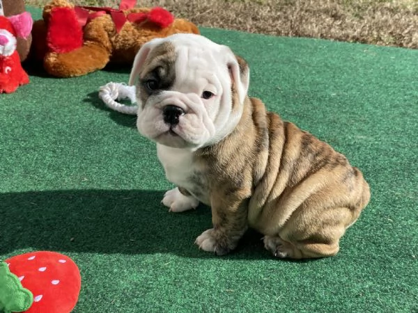 Regalo Disponibili cuccioli di Bouledogue Inglese.