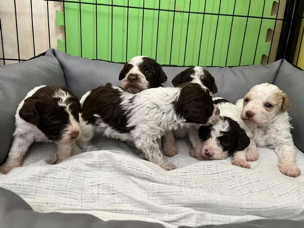 Lagotto Romagnolo cuccioli | Foto 0