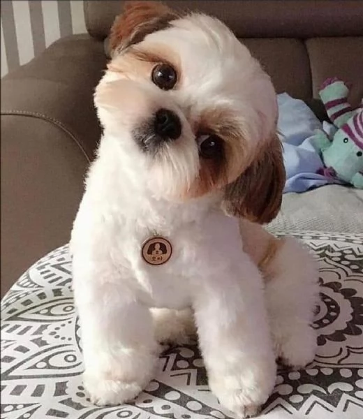 Regalo Bellissimi cuccioli allevati Shih-tzu, colore bianco e nero.  Due e una feminuccia Maschietti