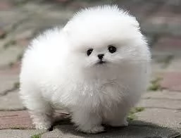 Fantastici cuccioli di Pomerania