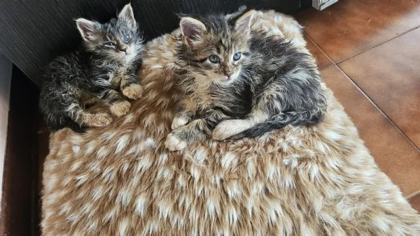 Maine coon  cuccioli