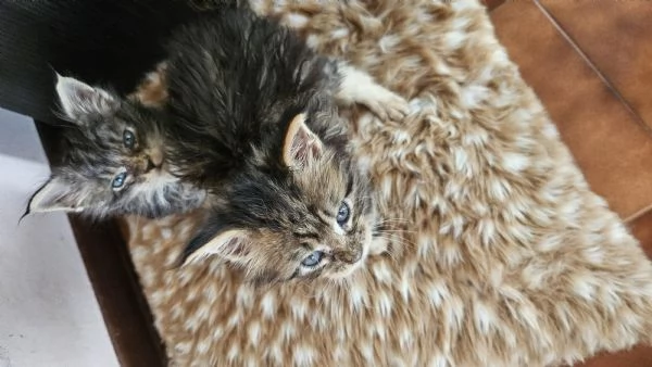 Maine coon cucciolotti