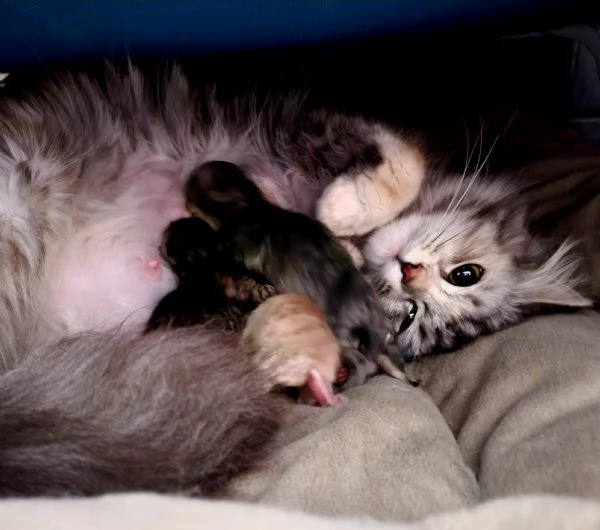 Cuccioli gatto Siberiano ipoallergenico