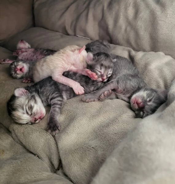 Cuccioli gatto Siberiano ipoallergenico | Foto 0