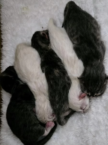 Cuccioli Gatto Siberiano Ipoallergenico | Foto 2