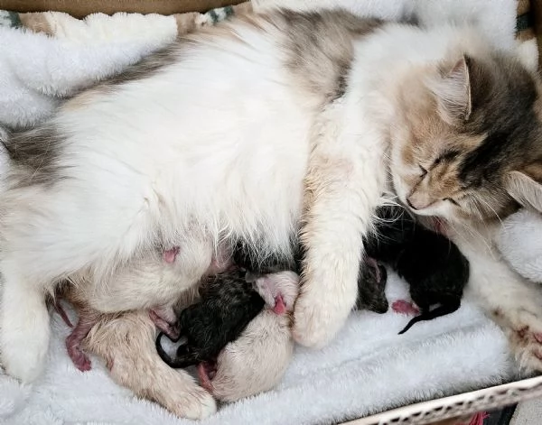 Cuccioli Gatto Siberiano Ipoallergenico