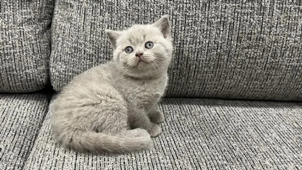 Due cucciole british shorthair