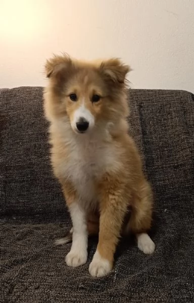 Vendessi cuccioli di cane pastore shetland di alta genealogia 