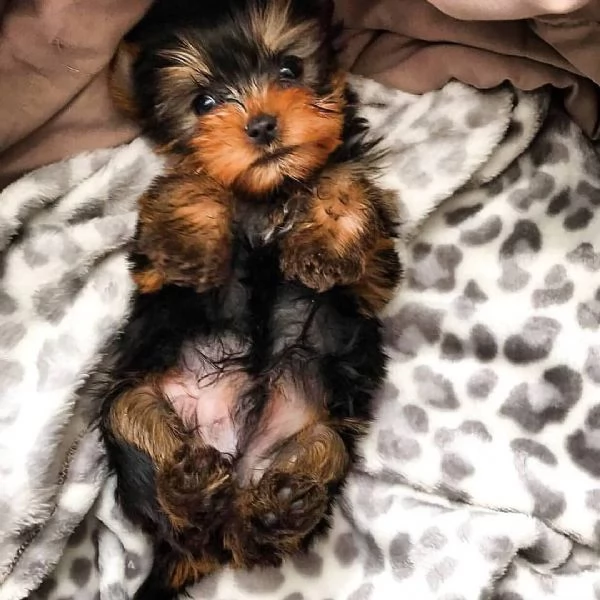 Cuccioli di Yorkie disponibili | Foto 0