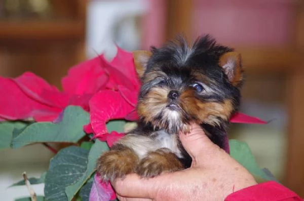 Cuccioli di Yorkie maschi e femmine disponibili | Foto 0