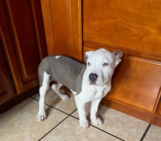 Disponibili splendidi cuccioli di pitbull | Foto 1