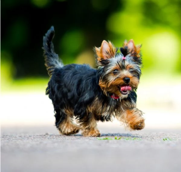 CUCCIOLI YORKIE MASCHI E FEMMINE