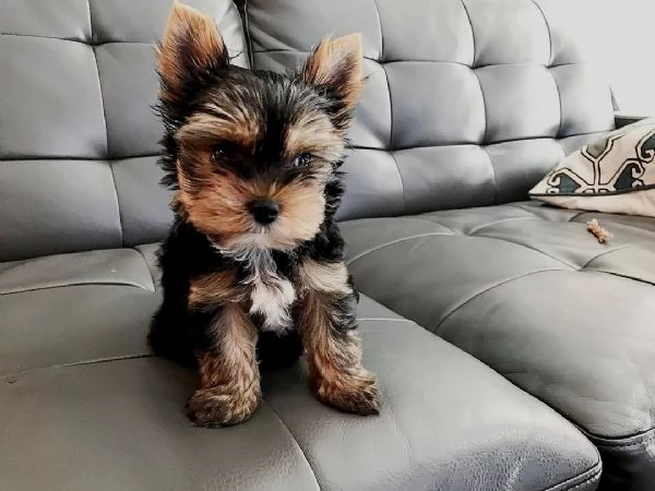 CUCCIOLI YORKIE MASCHI E FEMMINE | Foto 0