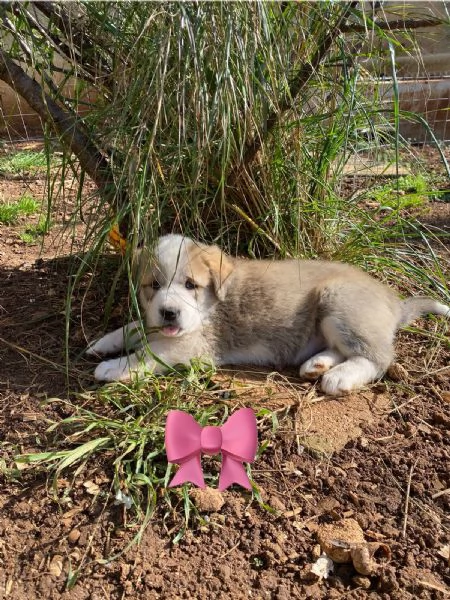 Cuccioli Pastore dell'Asia | Foto 4