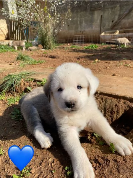 Cuccioli Pastore dell'Asia | Foto 3