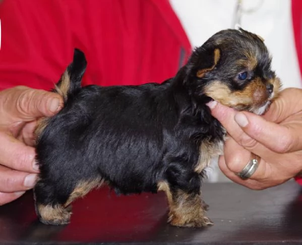 Disponibili cuccioli di Yorkie