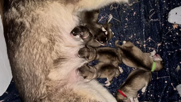 Cuccioli Alaskan malamute