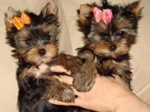 SPLENDIDI CUCCIOLI YORKIE MASCHI E FEMMINE