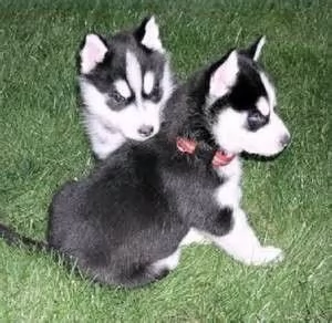 Cuccioli di Siberian Husky in adozione