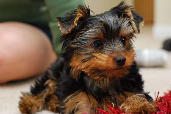 Cuccioli di Yorkie per l'adozione | Foto 1