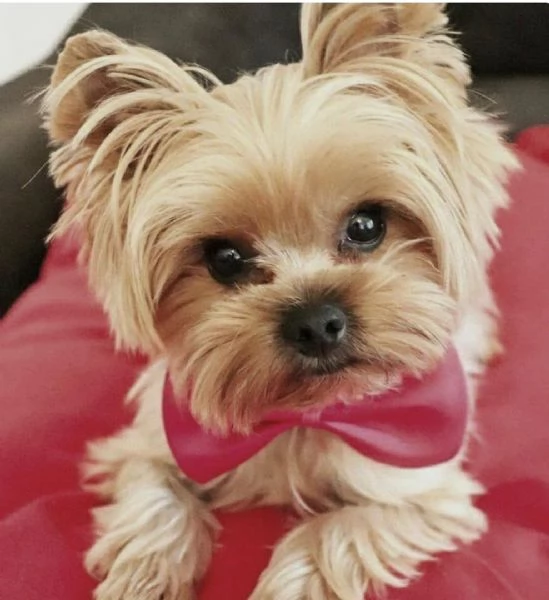 Regalo Yorkie cuccioli giocherelloni disponibili  Abbiamo i migliori cuccioli Yorkie che si può mai 