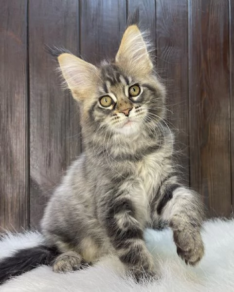 GATTI MAINE COON IN ADOZIONE