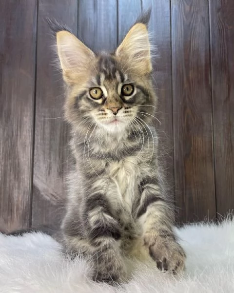 GATTI MAINE COON IN ADOZIONE | Foto 1