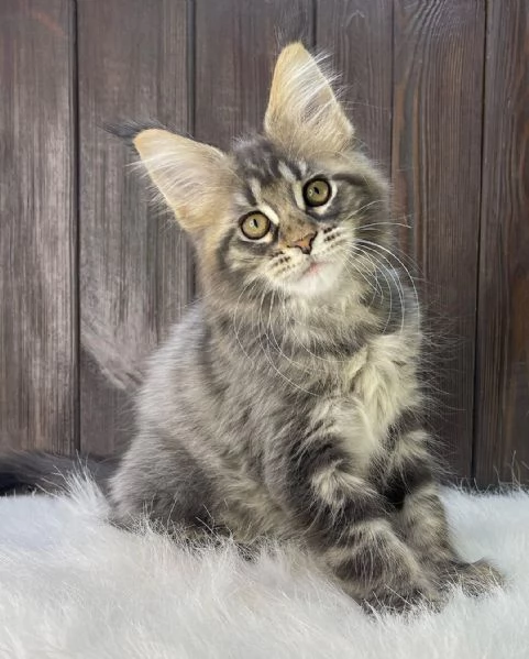 GATTI MAINE COON IN ADOZIONE | Foto 0