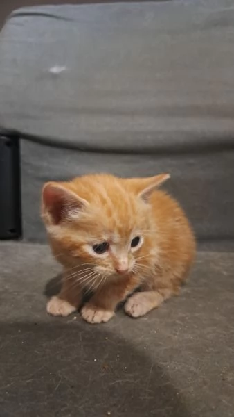 Gattina arancione cerca casa