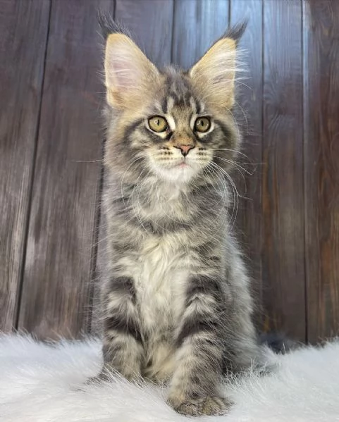 Gattini Maine Coon in adozione