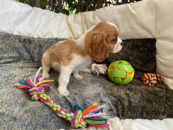 Cavalier king maschio  | Foto 2