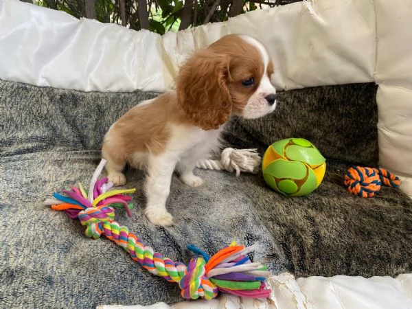 Cavalier king maschio  | Foto 1