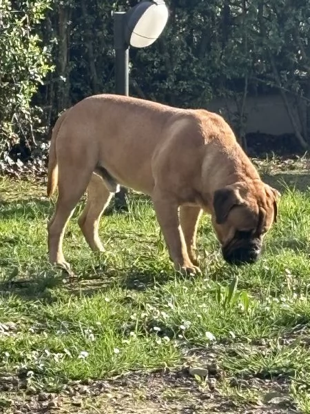 Bullmastiff 