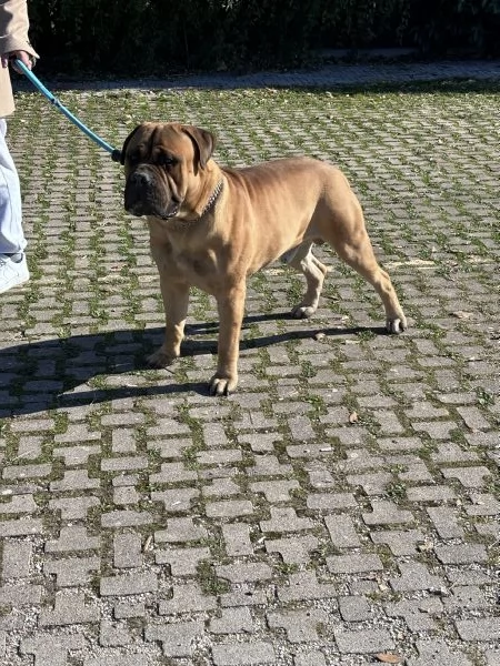 Bullmastiff  | Foto 2