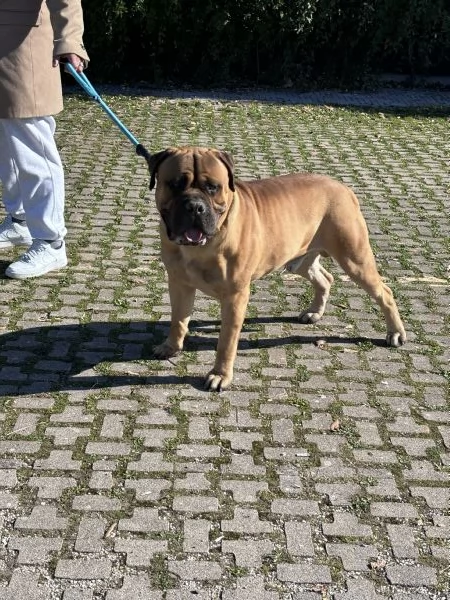 Bullmastiff  | Foto 1