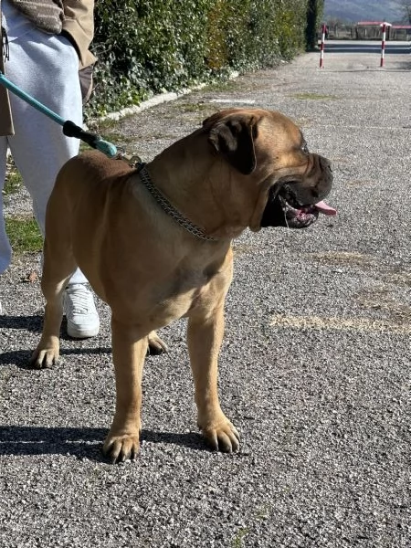 Bullmastiff  | Foto 0