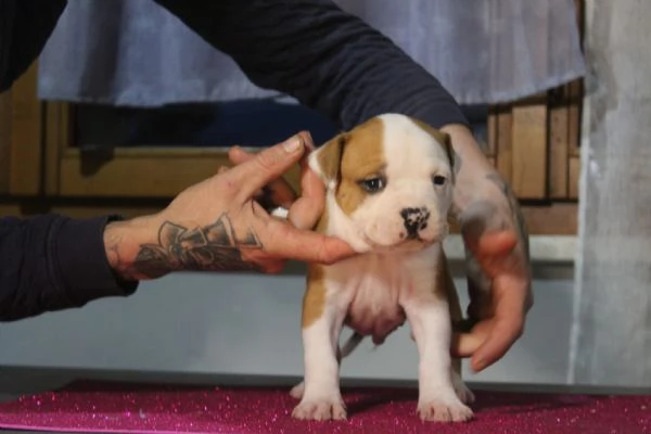 Amstaff Staffordshire terrier  | Foto 4