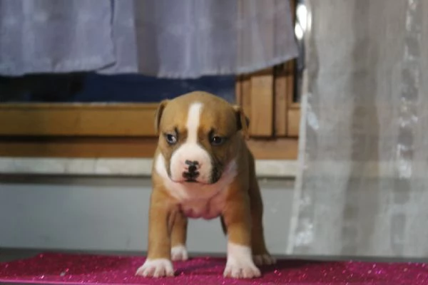 Amstaff Staffordshire terrier  | Foto 3