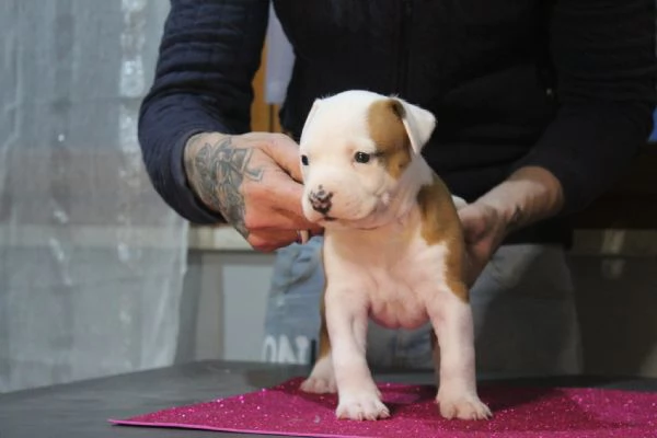 Amstaff Staffordshire terrier  | Foto 1