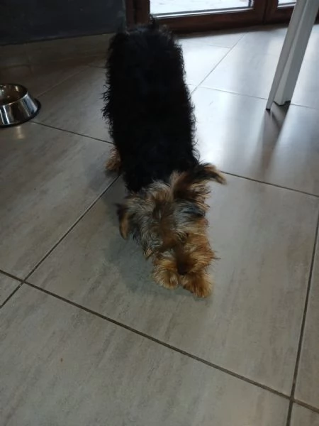 yorkshire terrier | Foto 2