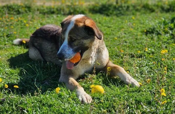 Big Golia cerca casa, taglia grande bellissimo 